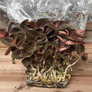 直销福建南靖金线莲种苗袋苗 瓶苗盆景苗母苗组培苗土豪金红美人