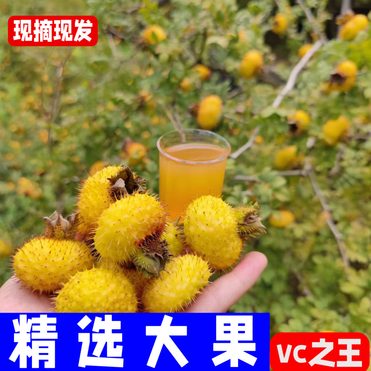 刺梨/刺梨原浆