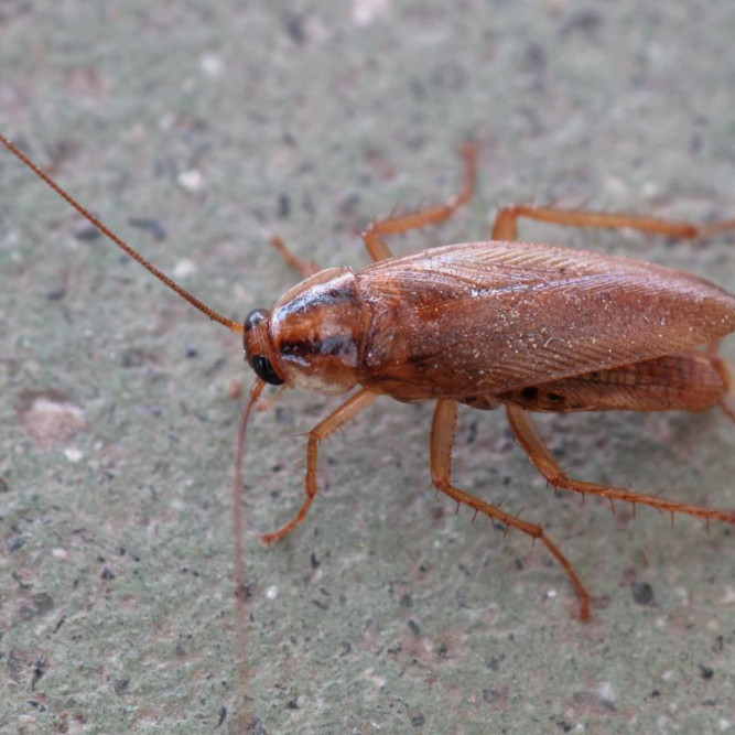 德国小蠊活体标本爬宠鸣虫食物钓鱼活饵活体饲料蜘蛛蝎子守宫食物