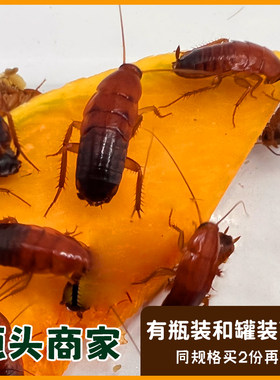 樱桃红蟑螂活体饲料罐装盒装瓶装