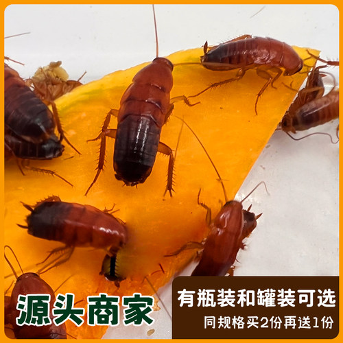 樱桃红蟑螂活体饲料罐装盒装瓶装