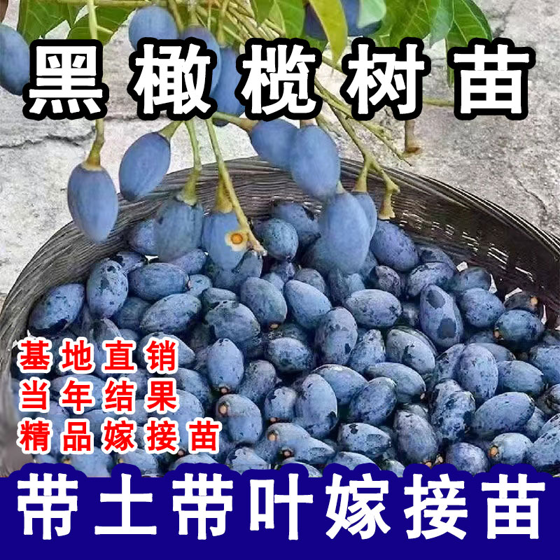 黑橄榄树苗工艺乌黑橄榄树常绿南北方阳台庭院种植嫁接苗当年结果图片