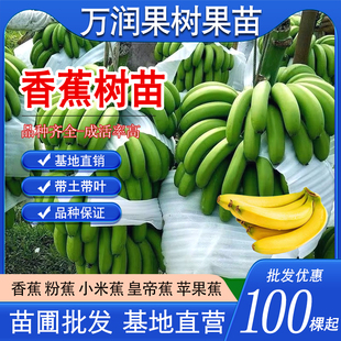正宗香蕉树苗中焦9号小米蕉粉蕉种子西贡芭蕉树苗果树苗南方种植