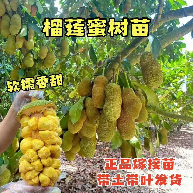 正品榴莲菠萝蜜树苗嫁接海南长孟尖菠萝南方种植庭院地栽当年结果