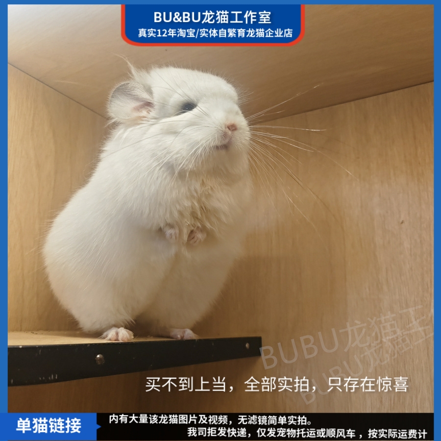 紫斑纯白宠物龙猫图片龙猫链接