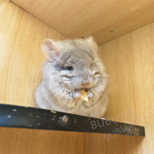 美系龙猫工作室 带紫米色长毛活体宠物龙猫公 白菜价24.8.20 一般