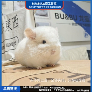 美系 特价 金粉活物宠物长毛龙猫 良品 龙猫工作室 25.1.8生