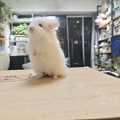 金粉长毛龙猫图片龙猫链接