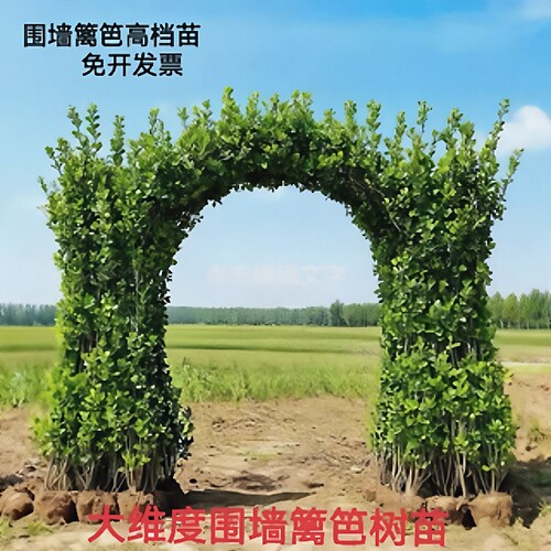 丛生北海道大叶黄杨树苗冬青树苗工程绿化苗四季常青篱笆围墙庭院