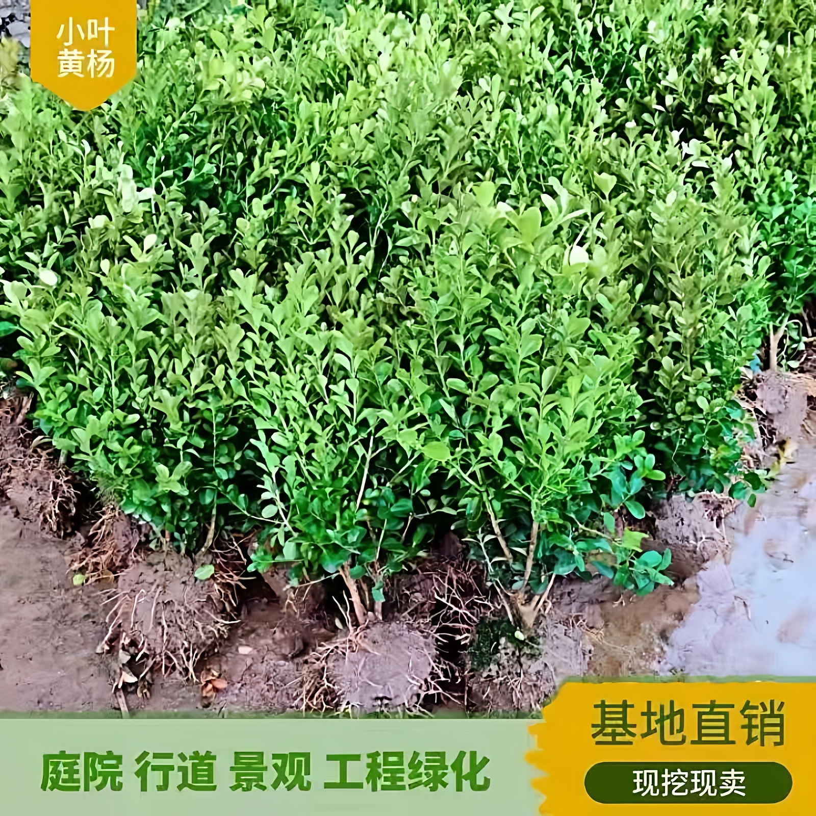 四季常青瓜子黄杨矮篱笆庭院绿化