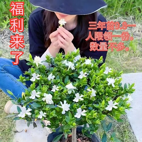 栀子花带花苞四季常青阳台香