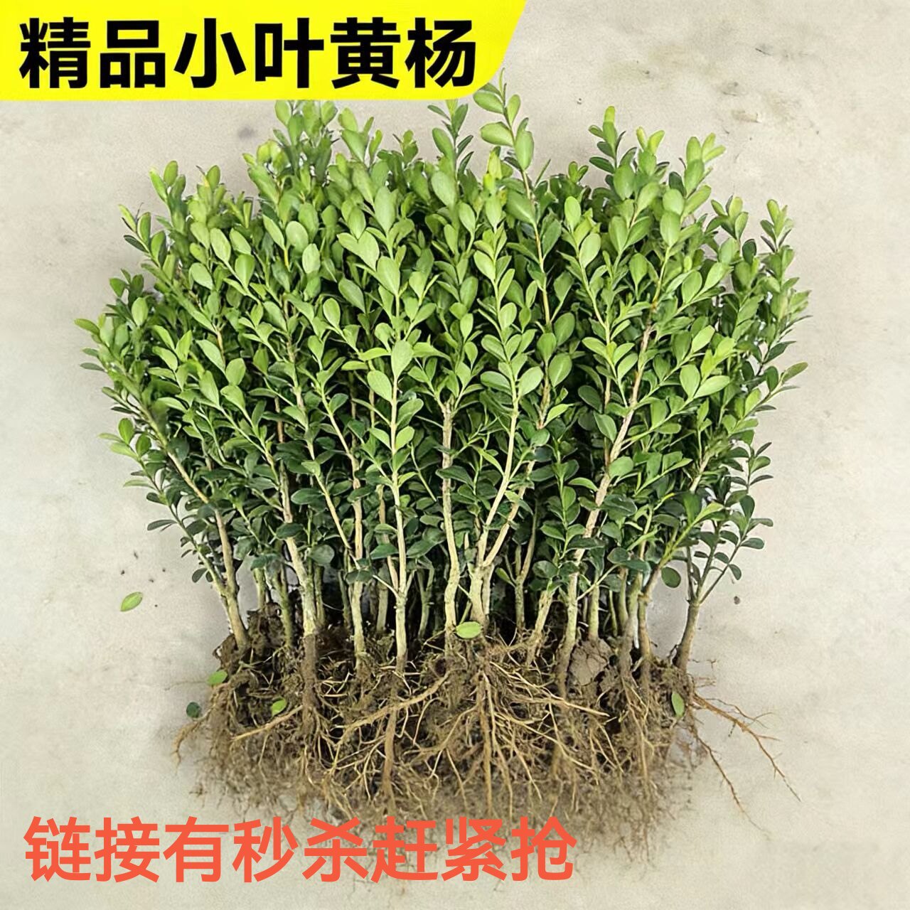 小叶瓜子黄杨树苗工程绿化庭院花坛篱笆植物四季常青黄杨球冬青苗