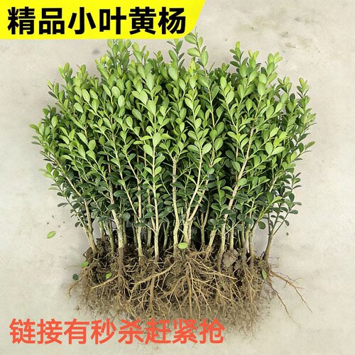 四季常青瓜子黄杨矮篱笆庭院绿化