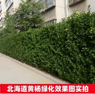 丛生北海道大叶黄杨树苗绿篱冬青工程绿化四季常青不落叶庭院围墙