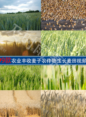 A074农业农田丰收小麦子粮食庄稼农作物生长青绿色麦田视频素材
