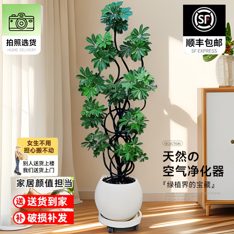 鸭脚木客厅大盆栽真花四季
