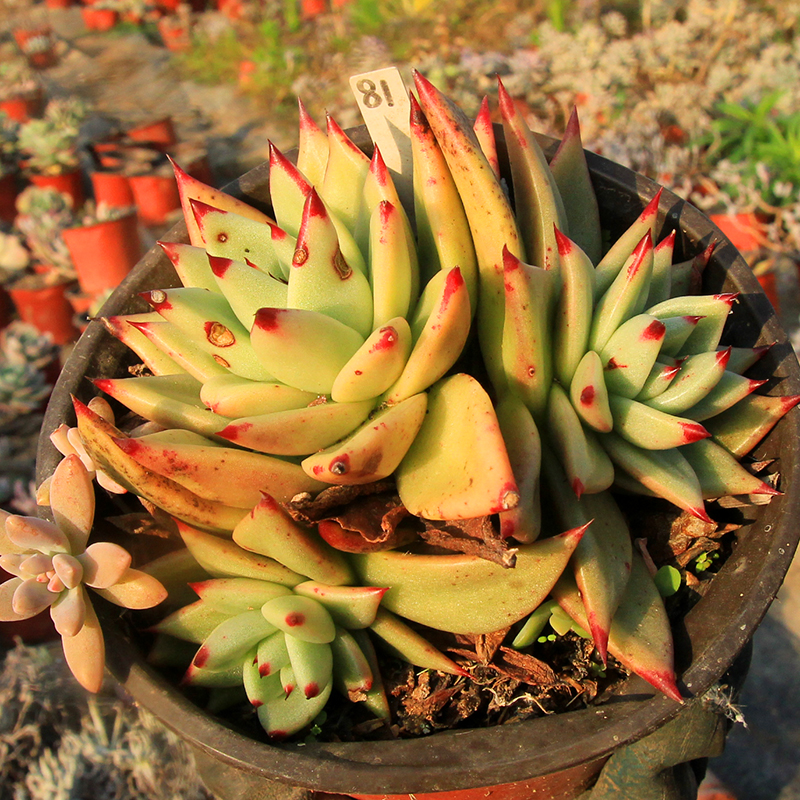 黑檀汁乌木 一物一拍 大群生老桩无砍趣味盆栽好养 多肉植物 包邮