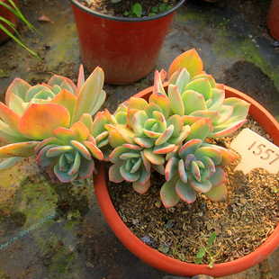 白凤日系血凤 大群生老桩多肉植物整桩无砍一物一拍大型盆栽 包邮