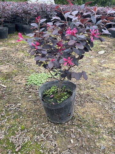 热销红继木苗 红花继木苗 工程绿化袋苗 红桎木 红花 继木树苗