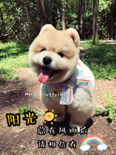 Bear toffy Pet宠物卖萌打扮饰品 猫狗百搭可爱卡通领结打结领巾