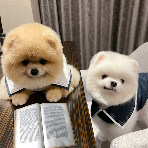 日单衬衫BeartoffyPet猫狗