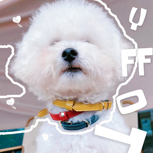 狗小型犬项圈牵引绳项圈