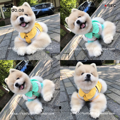 beartoffypet日单polo衫衣服