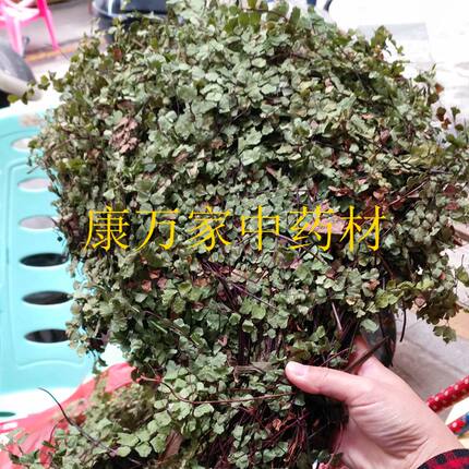 铁线草500g 乌蝇翼 黑骨廊基 乌脚枪 绊根草  铁线蕨