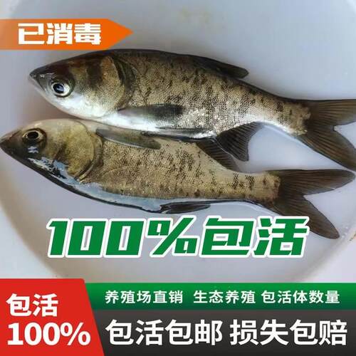 花鲢鱼苗胖头鱼苗鳙鱼苗大头鱼苗白鲢鱼苗草鱼苗鲫鱼活体淡水养殖