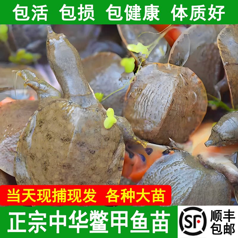 湖南甲鱼苗鲜活生态野外中华老鳖汉寿活体甲鱼团鱼王八水鱼乌龟苗