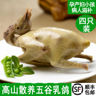 4只乳鸽新鲜现杀鸽子生鲜农家散养现杀肉鸽土鸽子顺丰包邮