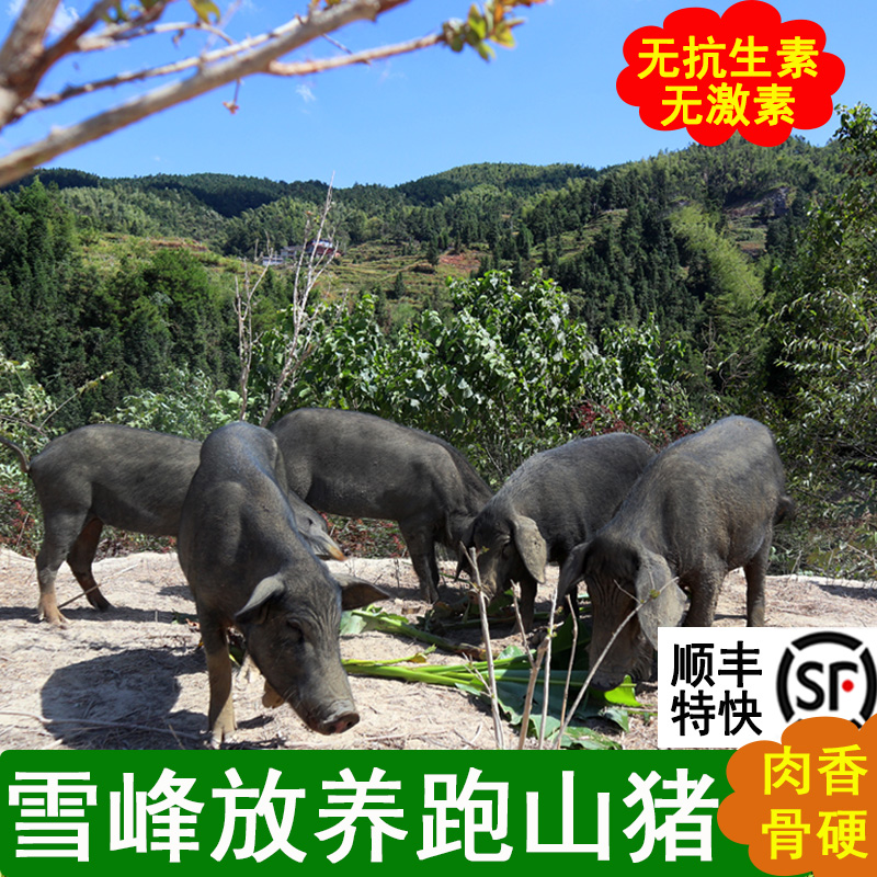 高山放养跑山藏香猪新鲜现杀猪肉