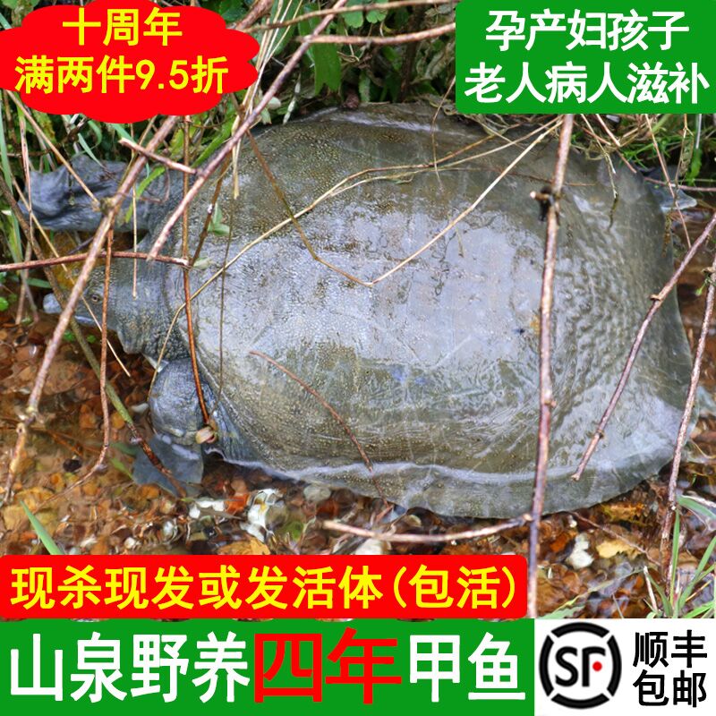 4年甲鱼鲜活现杀生态野外中华老鳖汉寿活体甲鱼团鱼食用王八水鱼