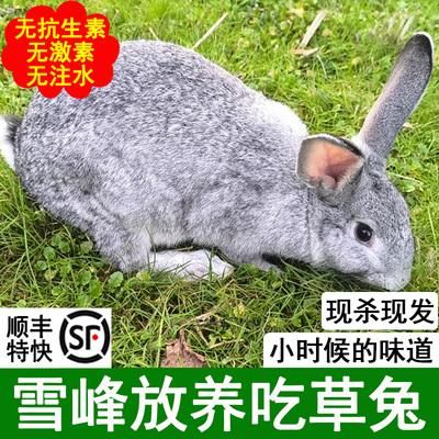 农家散养草兔肉灰兔新鲜现杀兔子肉去皮顺丰包邮
