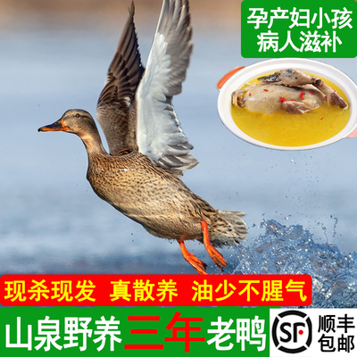 高山放养现杀冷水农家老鸭子鸭蛋