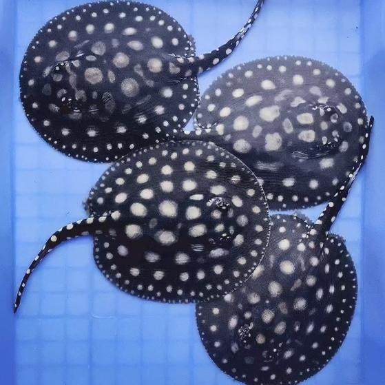 干扰鱼底层活鱼观赏鱼