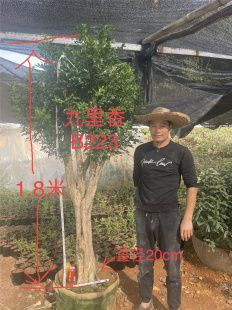 九里香盆栽植物盆景老桩树桩熟桩室内绿植驱蚊四季 花卉九里香好养