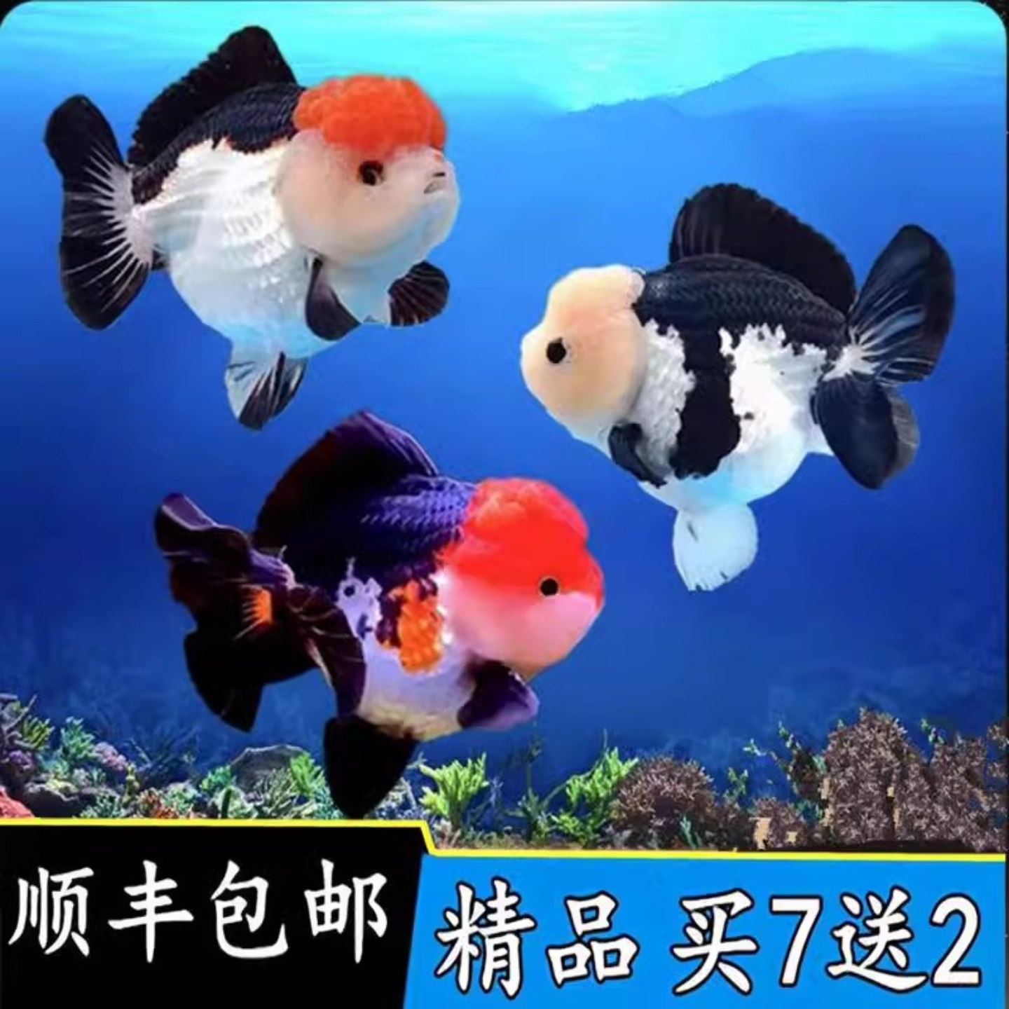 进口精品三色玛丽金鱼观赏鱼