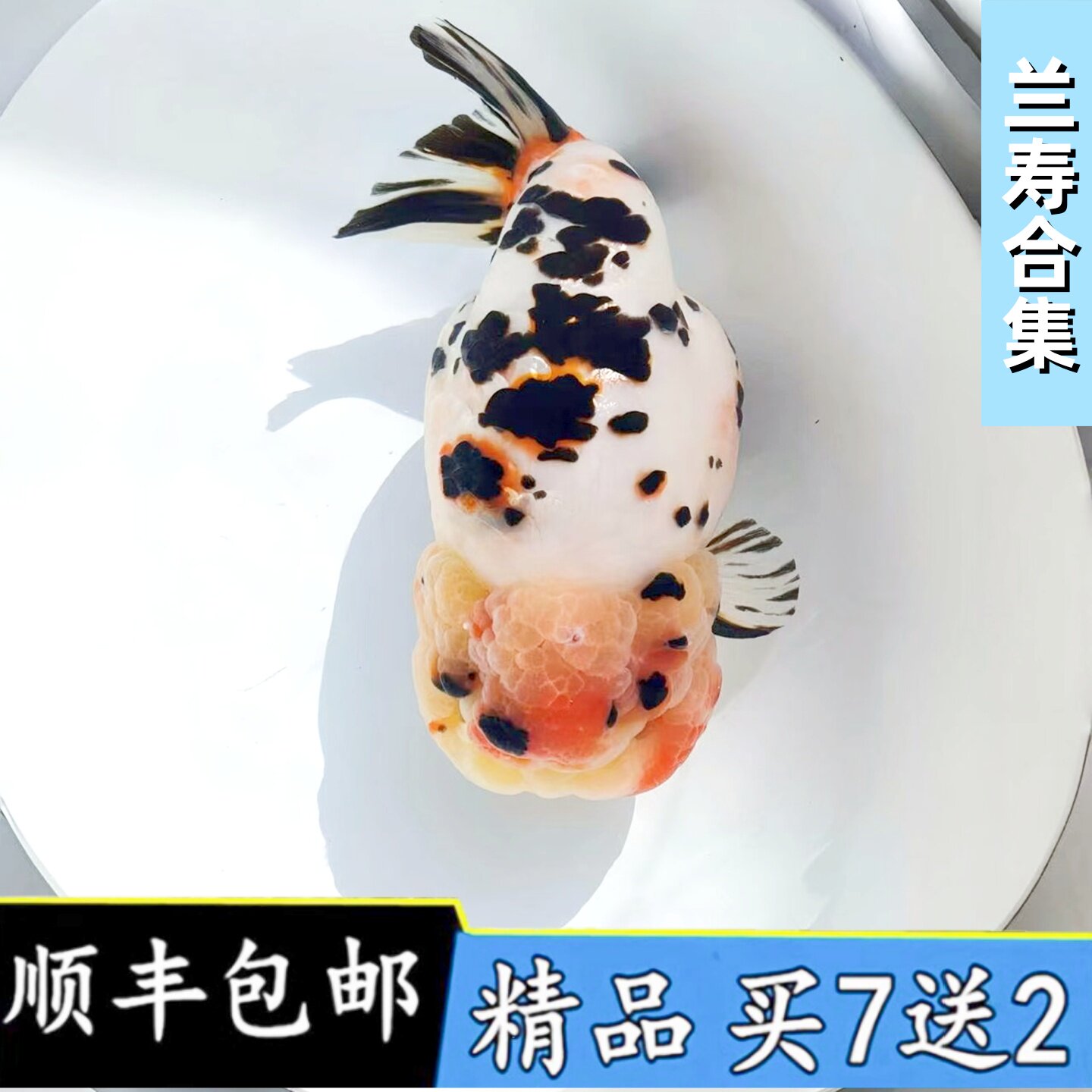 精品兰寿金鱼活鱼血清紫寿奶牛包金小鱼苗麒麟观赏鱼潘式玉兔水墨