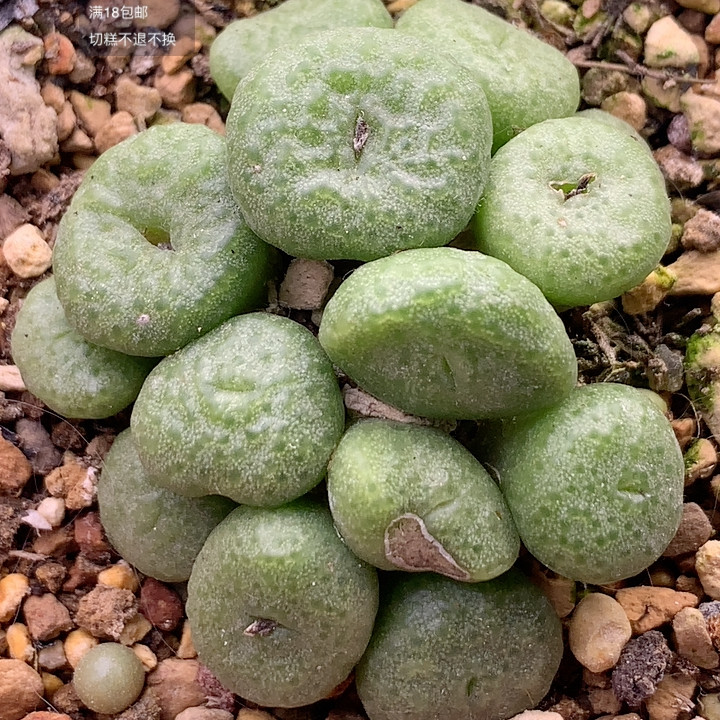青团,鲜花速递/花卉仿真/绿植园艺,多肉植物,淘宝优惠券,粉丝福利购,淘宝优惠卷