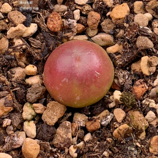 2606紫皮拉登1.2Cm196