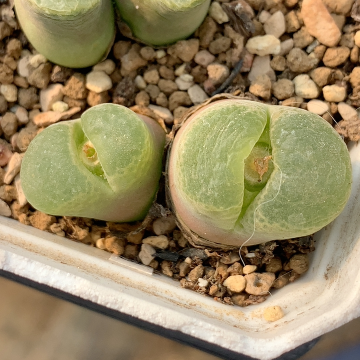 安格同产区风铃