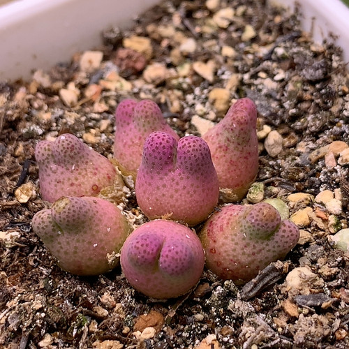 【欧蕾花园】26年新种子红嘴斑马磁铁绿豆糕大G灯泡拉登空蝉肉锥