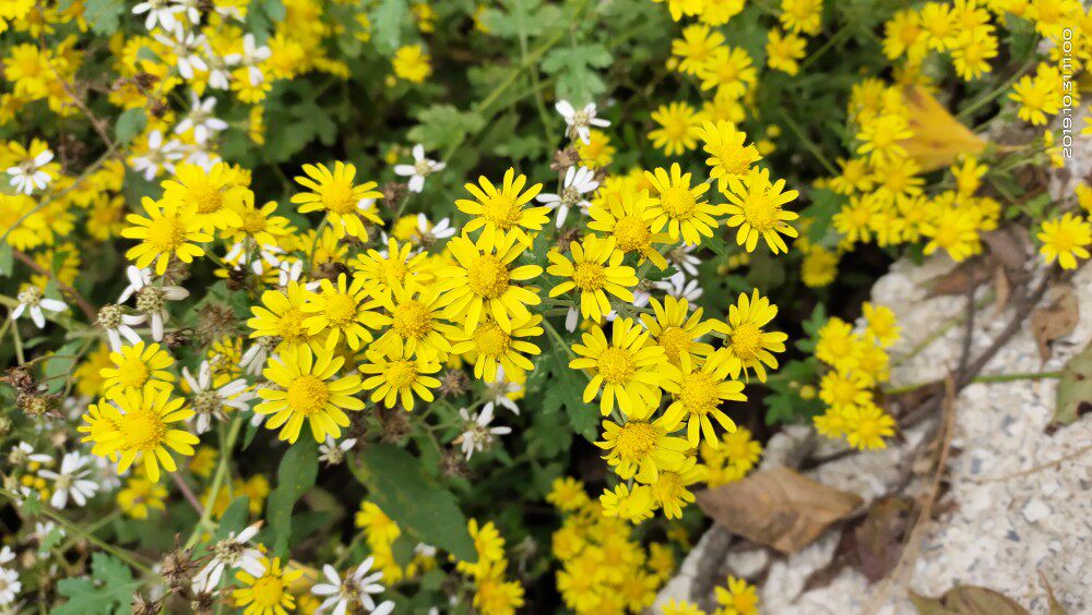 野菊花苗盆栽小菊花鲜活小山菊庭院花卉植物绿植黄菊花