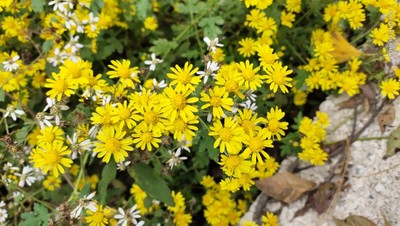 绿植盆栽鲜活庭院花卉植物