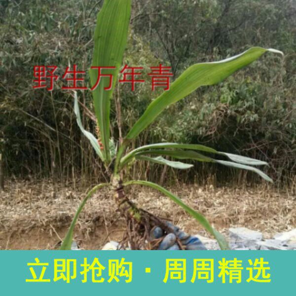 万年青 千年润 开口剑斩蛇剑 白河车 牛尾七 铁扁担植物花卉盆栽