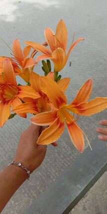 萱草 摺叶萱草 黄花菜 忘忧草 花苗阳台易活时令草本花卉耐寒绿植