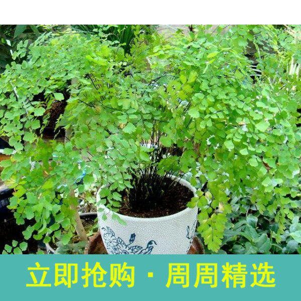 铁线蕨，绿色植物小型盆栽净化空气吸甲醛绿植花卉吊兰
