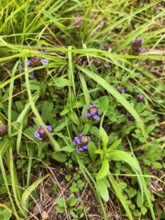 新鲜夏枯草苗 现采野生中药材 清肝泻火明目消肿凉茶草