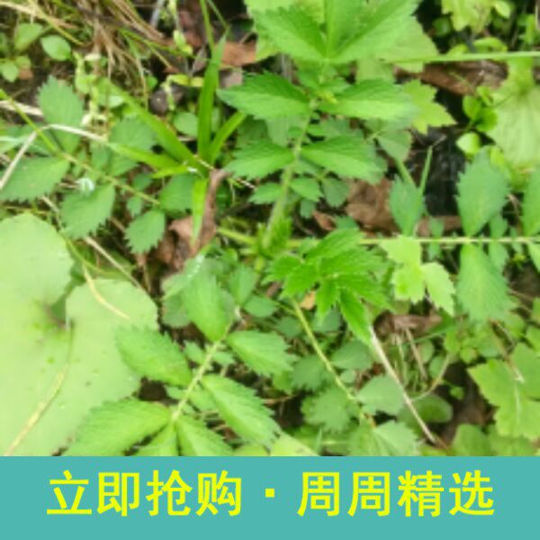 仙鹤草苗新鲜脱力草龙牙草子母草现采特色阳台盆景图片